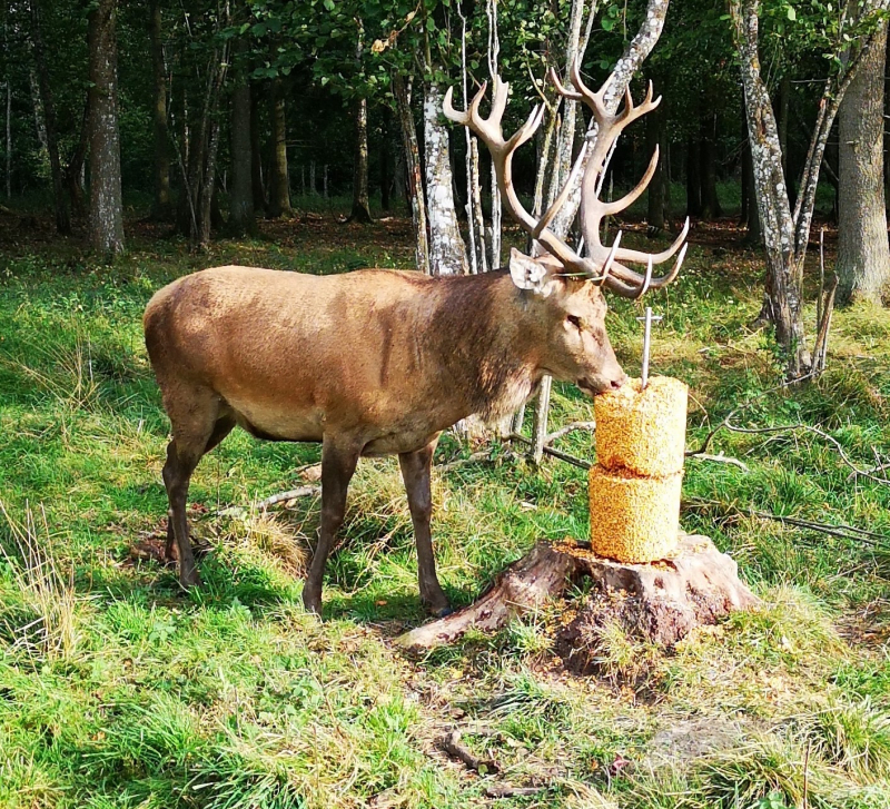 BLOCCO SALE 1,8 KG ALLA MELA - immagine 3